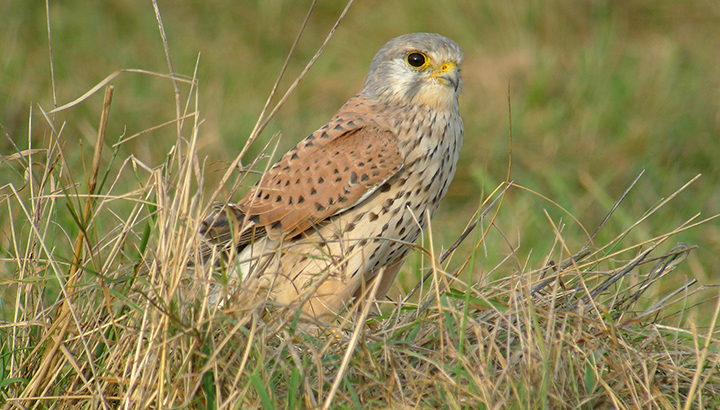 Conférence : La crécerelle, une histoire culturelle